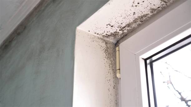 Best Crawl Space Mold Remediation in Wichita, KS