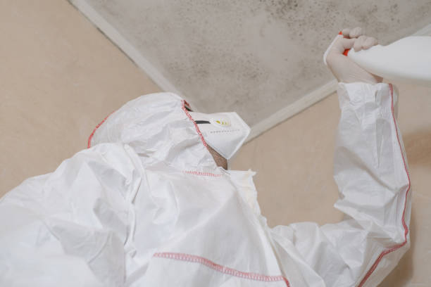 Best Black Mold Remediation in Wichita, KS