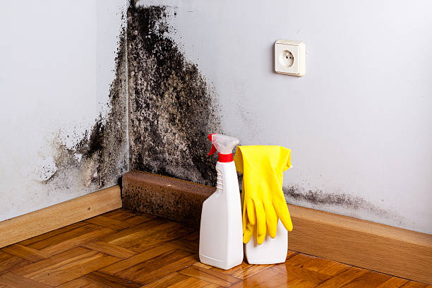 Trusted Wichita, KS Mold Remediation Experts