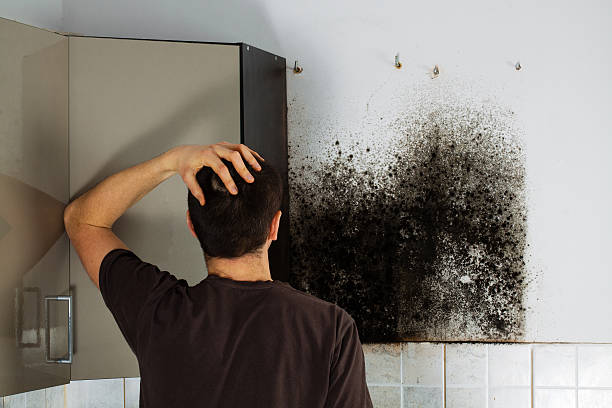 Best Residential Mold Remediation in Wichita, KS